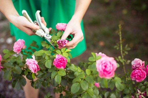 Close-up of hedge trimming during garden maintenance